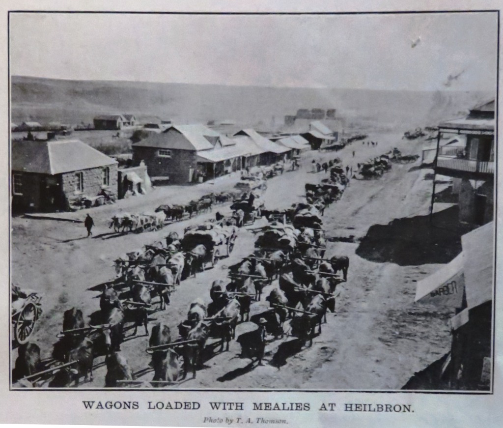 Heilbron oxwagons in the main street